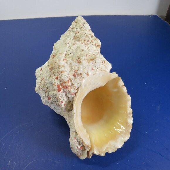 REAL Peach Orange Conch & Clam Sea Shell 7" & 4.5" - Picture 2 of 6
